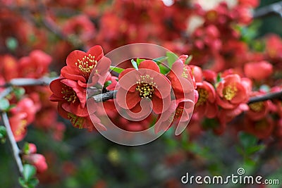 Lush Red flowers of Cydonia or Chaenomeles Japonica or Superba Stock Photo