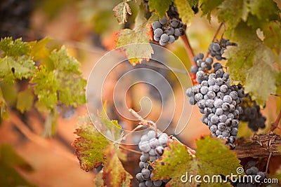 Lush, Ripe Wine Grapes with Mist Drops on the Vine Stock Photo