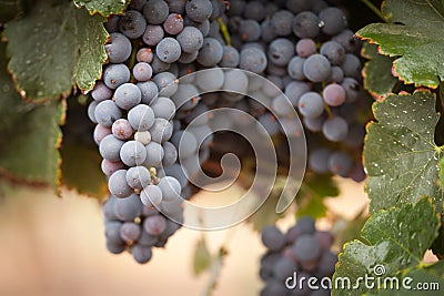 Lush, Ripe Wine Grapes on the Vine Stock Photo