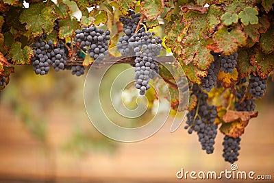 Lush, Ripe Wine Grapes on the Vine Stock Photo