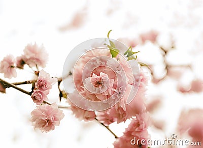 Sakura blossoms Stock Photo