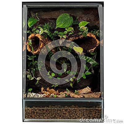 Lush Terrarium Garden with a Variety of Tropical Plants and Wood Accents Stock Photo