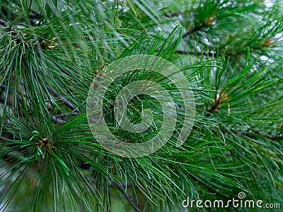 Lush, thick cedar branch. Needles, coniferous tree. completely filled frame with cedar branches Stock Photo