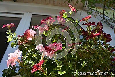 Lush thickets of pale pink and crimson petunias bloom in the balcony garden against the background of the window Stock Photo