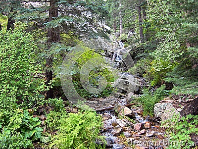 Lush trees and plants line the mountainside stream of Mt Graham Stock Photo