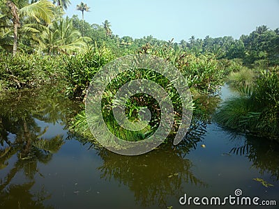 Lush tropical grass-roots swamp Stock Photo