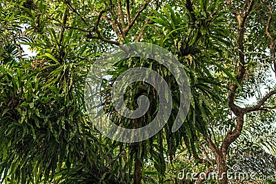 Lush tropical tree crowns adorned with vibrant fern rosettes and epiphytes. Ideal for captivating design projects Stock Photo