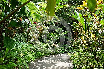 Lush tropical vegetation of the Hawaii Tropical Botanical Garden of Big Island of Hawaii Stock Photo