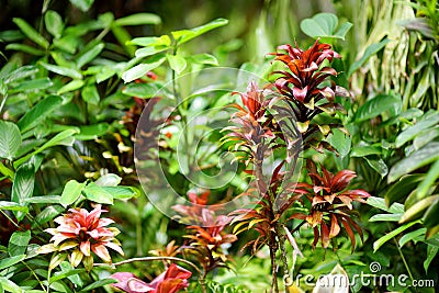 Lush tropical vegetation of the islands of Hawaii Stock Photo