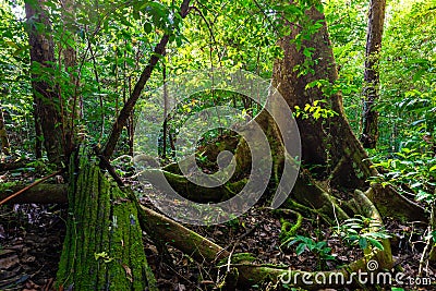 Lush undergrowth jungle vegetation Stock Photo