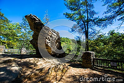 Lush Vegetation Around Raystown Lake, in Pennsylvania During Sum Stock Photo