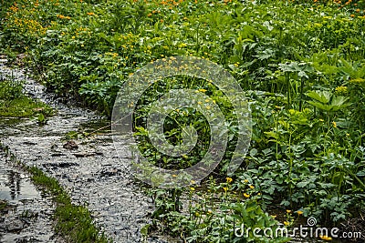 Lush vegetation on bank of stream. Leaves and flowers receive enough moisture, so they grow well Stock Photo