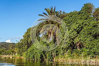 Lush vegetation Stock Photo