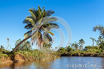 Lush vegetation Stock Photo