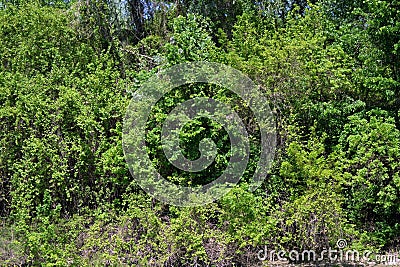 Lush vegetation in the Danube meadow 2 Stock Photo