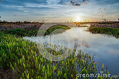 Lush Viera wetlands at sunset Stock Photo