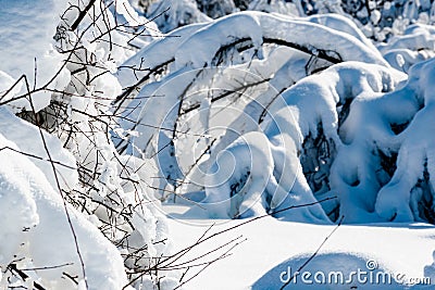 Lush white caps of snow on the branches, beautiful sunny winter, a lot of white dazzling cover shining in the frost in the cold Stock Photo