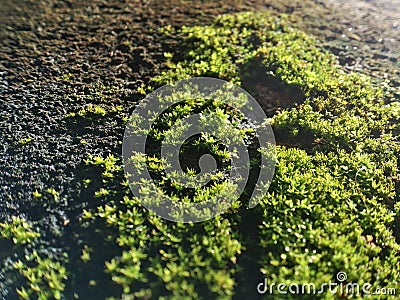 The Lush World Of Green Moss Stock Photo