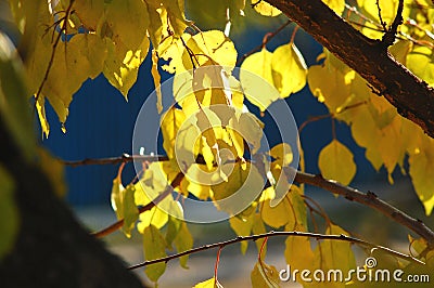 Lush yellow foliage of apricot tree backlit by soft sunlight. Warm weather, sunny day, good autumn mood. Stock Photo