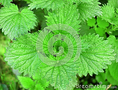 Lush young green leaves of nettle - stinging herb with leaves with serrated edges Stock Photo