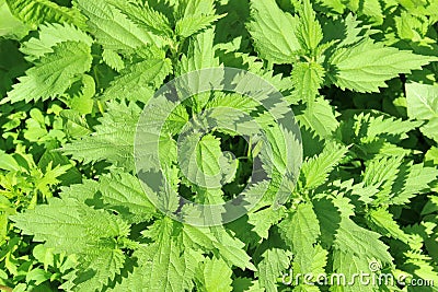 Lush young green leaves of stinging nettle Stock Photo