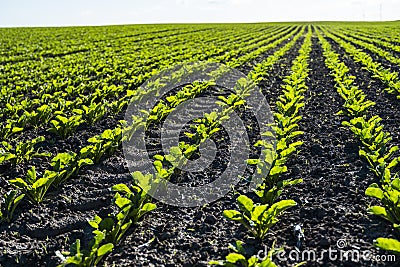 Lush young green sugar beet leaves growing on the agricultural field. In the spring, sugar beet grows on the farmer Stock Photo