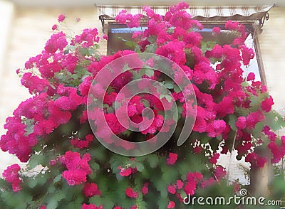 A lushly flowering bush of pink roses Stock Photo