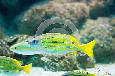 Lutjanus kasmira - Bluestripe snapper Stock Photo