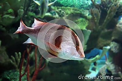Lutjanus sebae - tropical fish Stock Photo
