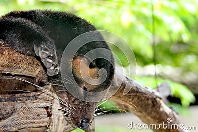 Luwak sleeping Stock Photo