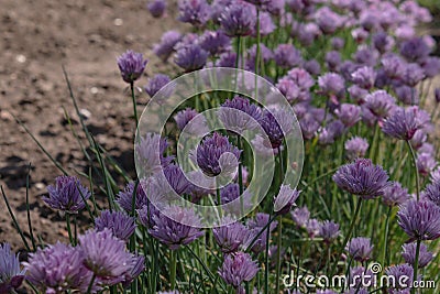 Luxuriant blooming flowers chives grow abundantly in a shaded garden Stock Photo