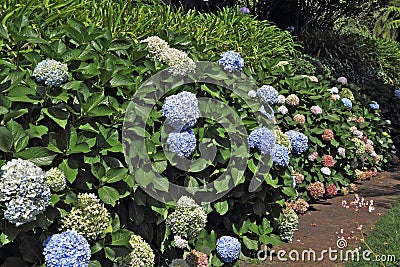 Luxuriantly flowering shrubs Stock Photo