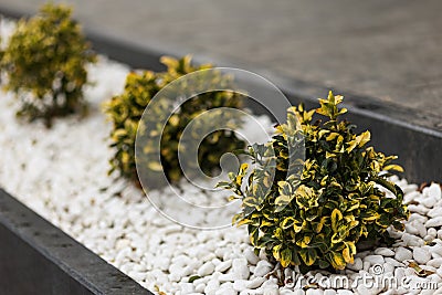 Luxurious landscaping near a modern house. Small bushes in white stones near the sidewalk Stock Photo