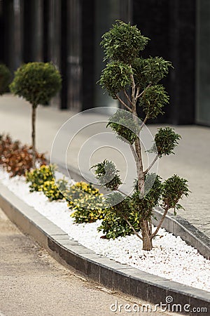 Luxurious landscaping near a modern house. Thuja and bushes were planted near the sidewalk Stock Photo