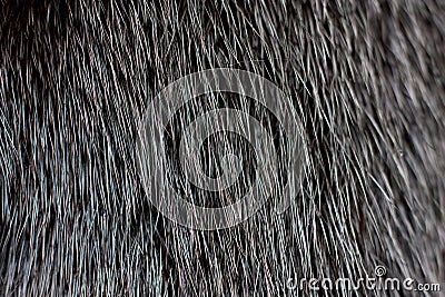 Luxurious mink fur Stock Photo