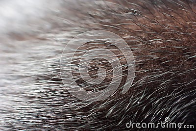 Luxurious mink fur Stock Photo