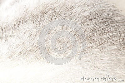 Luxurious mink fur texture Stock Photo