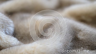 luxurious mink fur texture close-up background. closeup Stock Photo