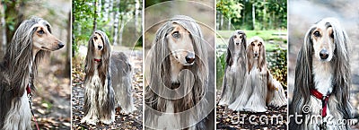 Luxury Afghan hounds, dogs. Collage, set, 5 photos. Stock Photo