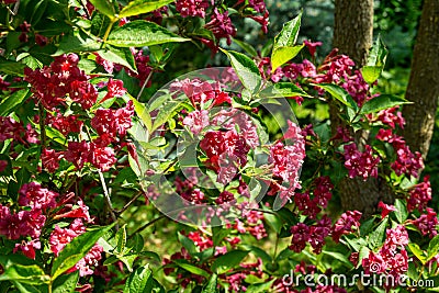 Luxury bush of flowering Weigela Bristol Ruby. Selective focus and close-up beautiful bright pink flowers Stock Photo