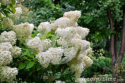 Bush white paniculata hydrangeas on the background of the garden. Stock Photo