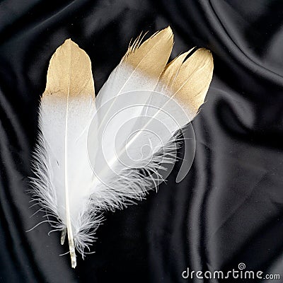 Luxury gilded gold golden white swan feather on black silk cloth background Stock Photo