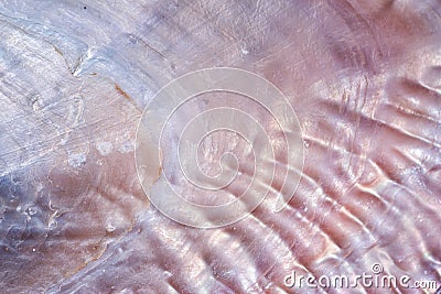 Seashell background texture Stock Photo