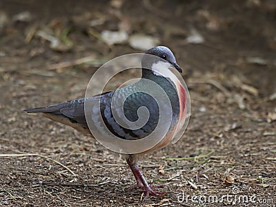 Luzon bleeding-heart Gallicolumba luzonica Stock Photo