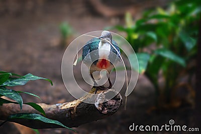 Luzon Bleeding-Heart Pigeon Stock Photo