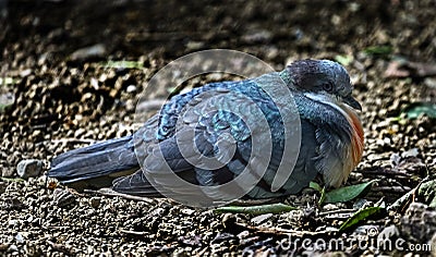 Luzon bleeding-heart pigeon 5 Stock Photo