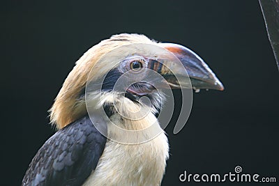 Luzon hornbill Stock Photo