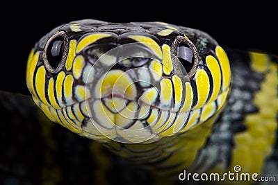 Luzon mangrove snake Boiga dendrophila divergens Stock Photo