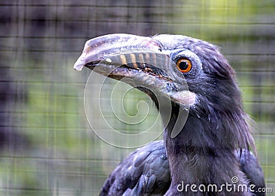 Luzon Tarictic Hornbill (Penelopides manillae) in the Philippines Stock Photo