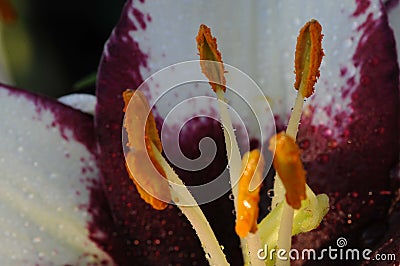 Only Polan Grains against the contrasting blue and purple background Stock Photo